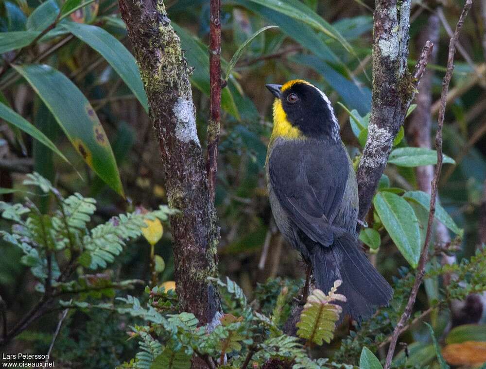 Pale-naped Brushfinchadult, pigmentation