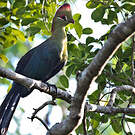 Touraco de Fischer