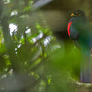 Trogon à queue barrée
