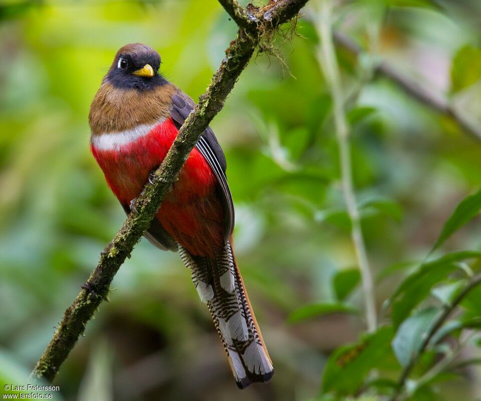 Trogon masqué