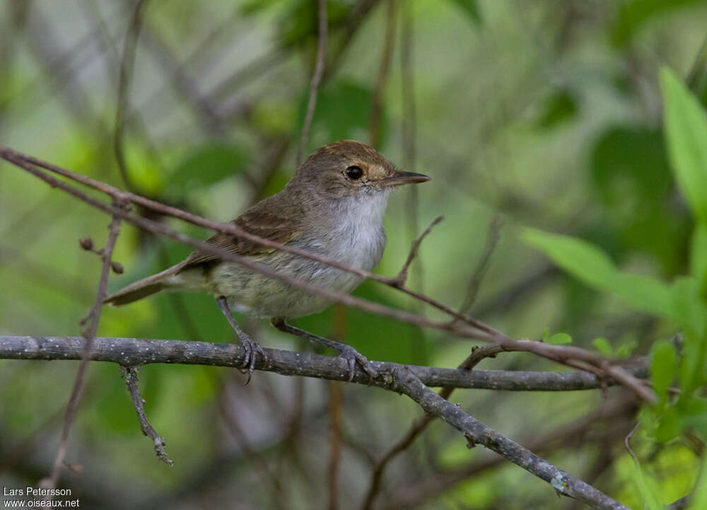 Tyranneau à huppe fauveadulte, identification