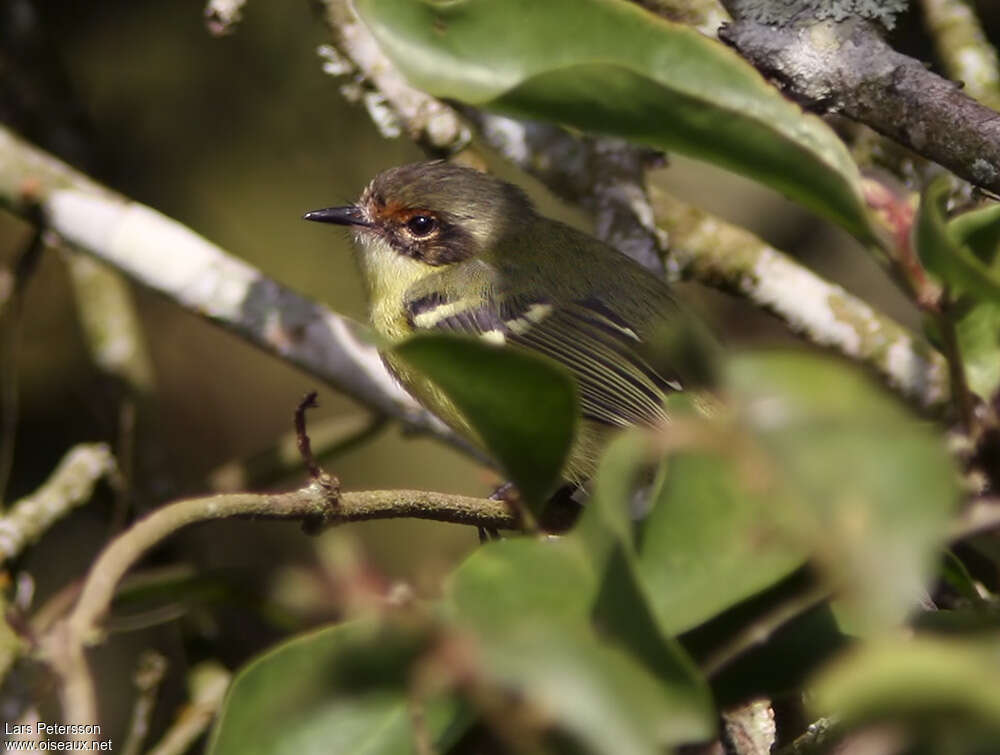 Rufous-lored Tyrannuletadult