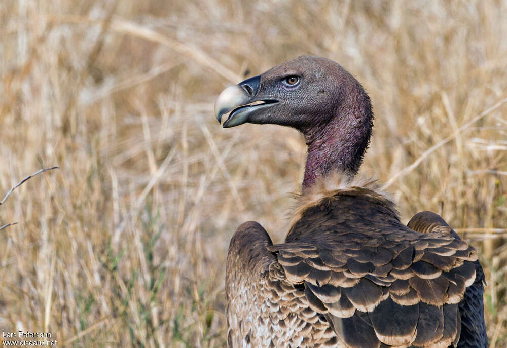 Vautour de Rüppelljuvénile, portrait