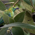 Verdin à ailes bleues