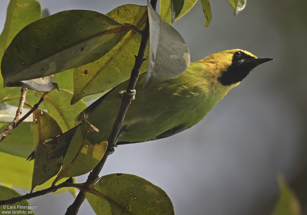 Blue-winged Leafbird