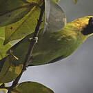 Verdin à ailes bleues