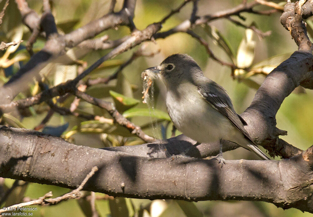 Plumbeous Vireo