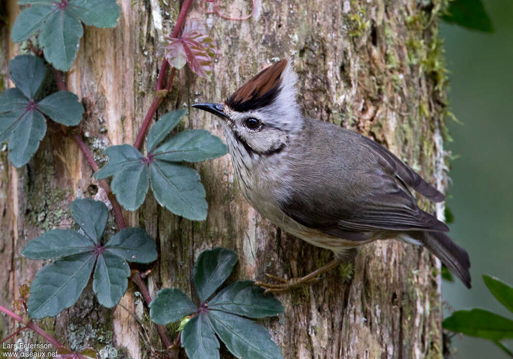Taiwan Yuhina