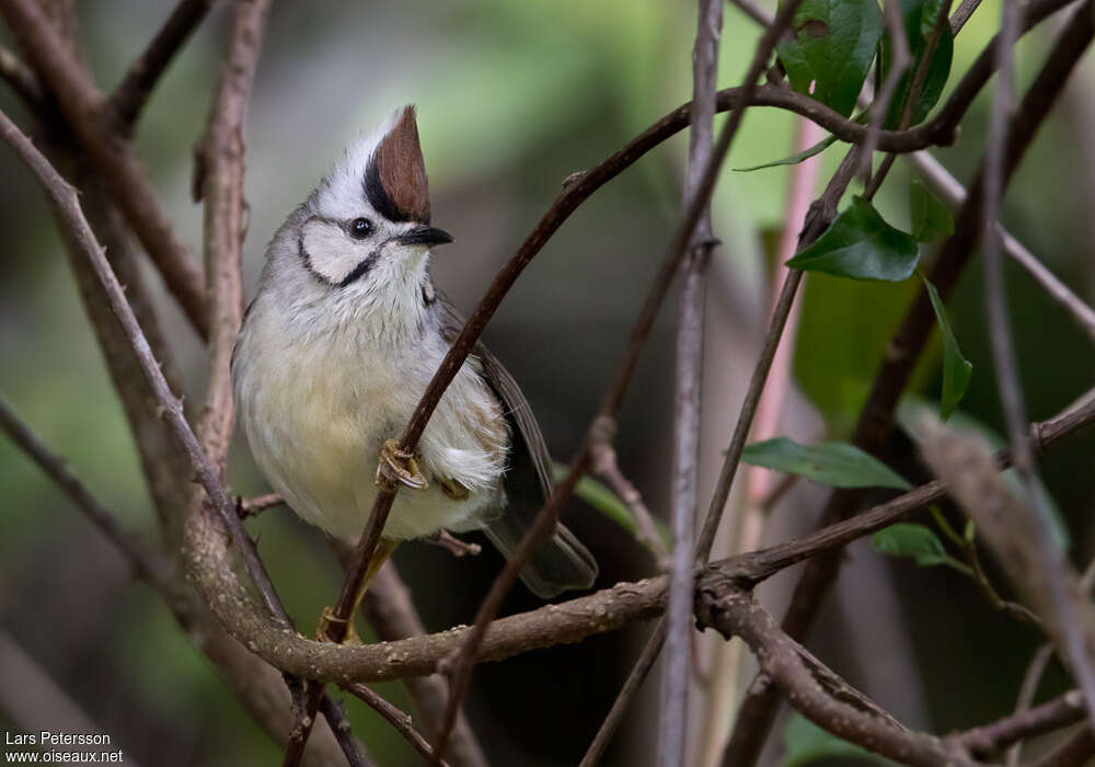 Taiwan Yuhina