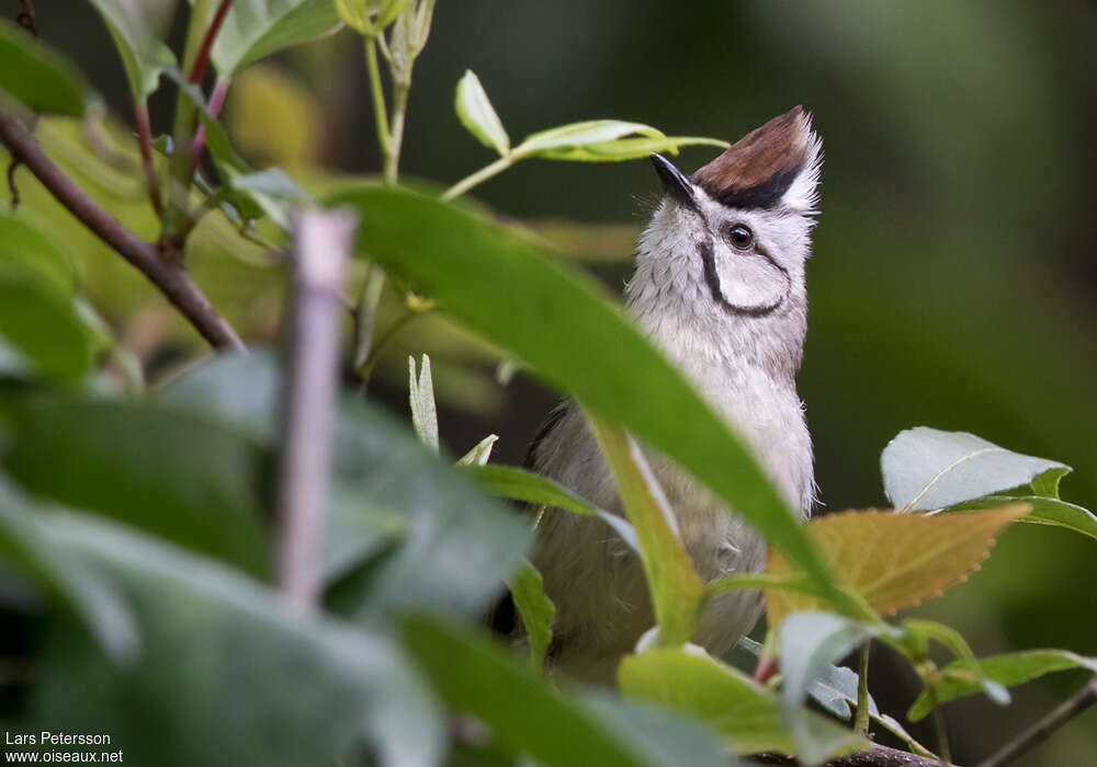 Taiwan Yuhina