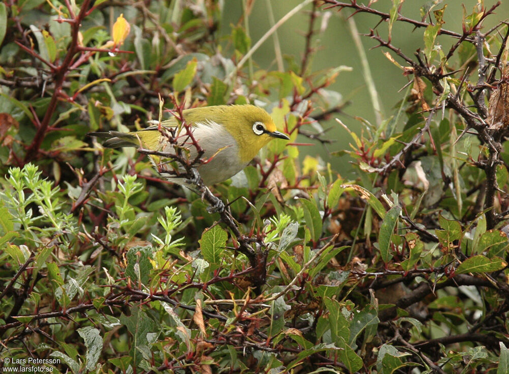 Ethiopian White-eye