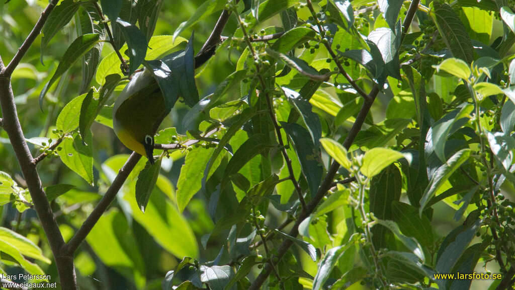 Black-fronted White-eye