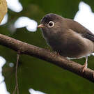 Zostérops de Sao Tomé