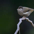 Zostérops de Sao Tomé