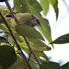 Zostérops javanais