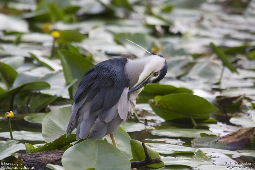 Black-crowned Night Heron