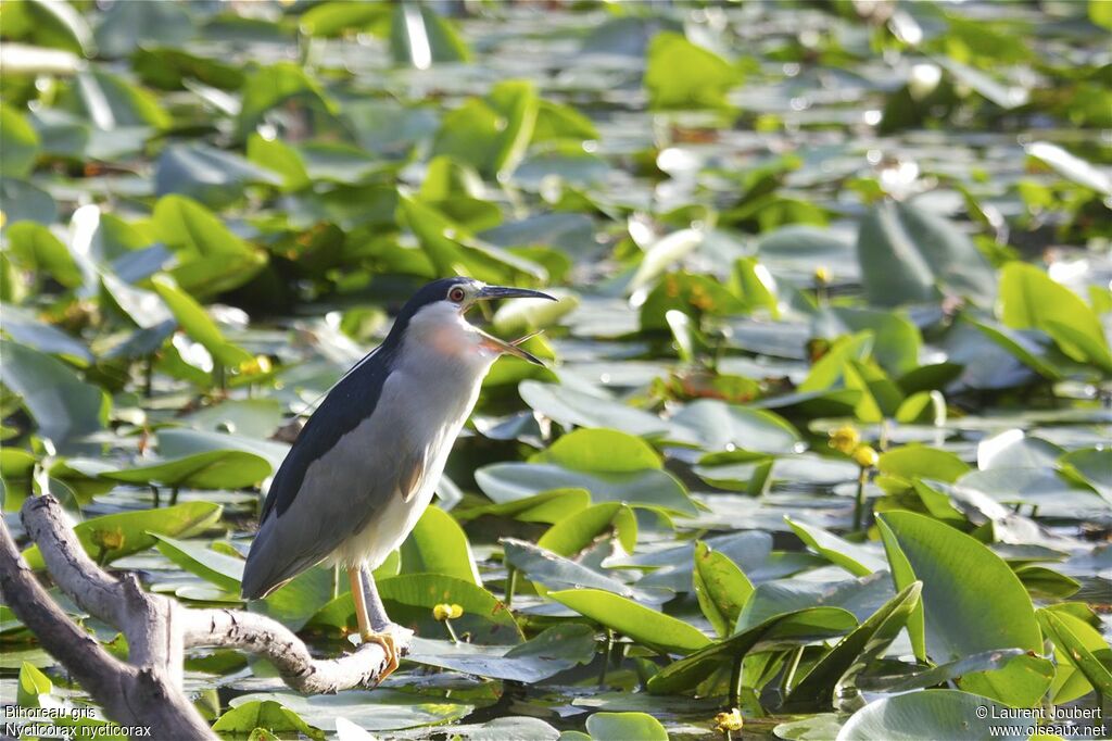 Black-crowned Night Heronadult