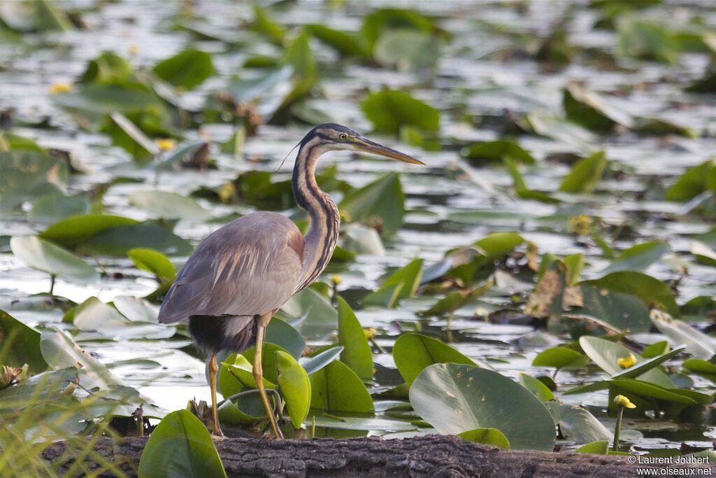 Purple Heron