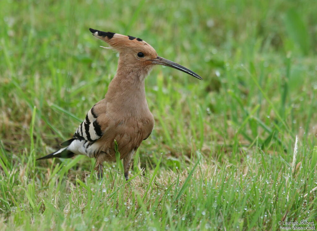 Huppe fasciéeadulte