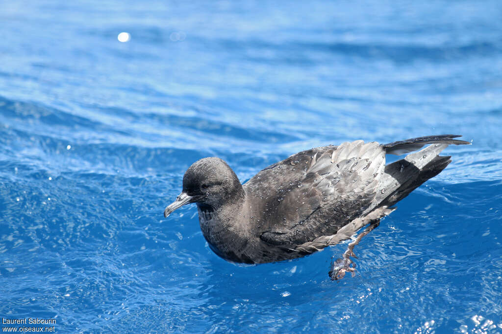 Puffin à bec grêle