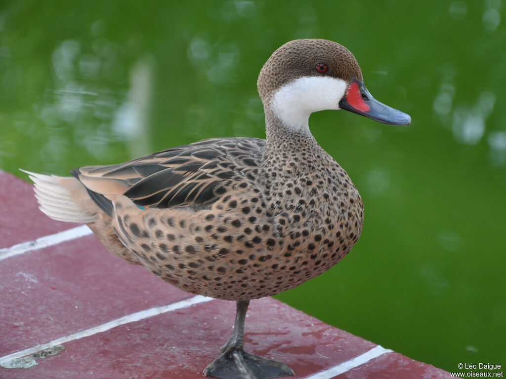 Canard des Bahamasadulte, identification, composition