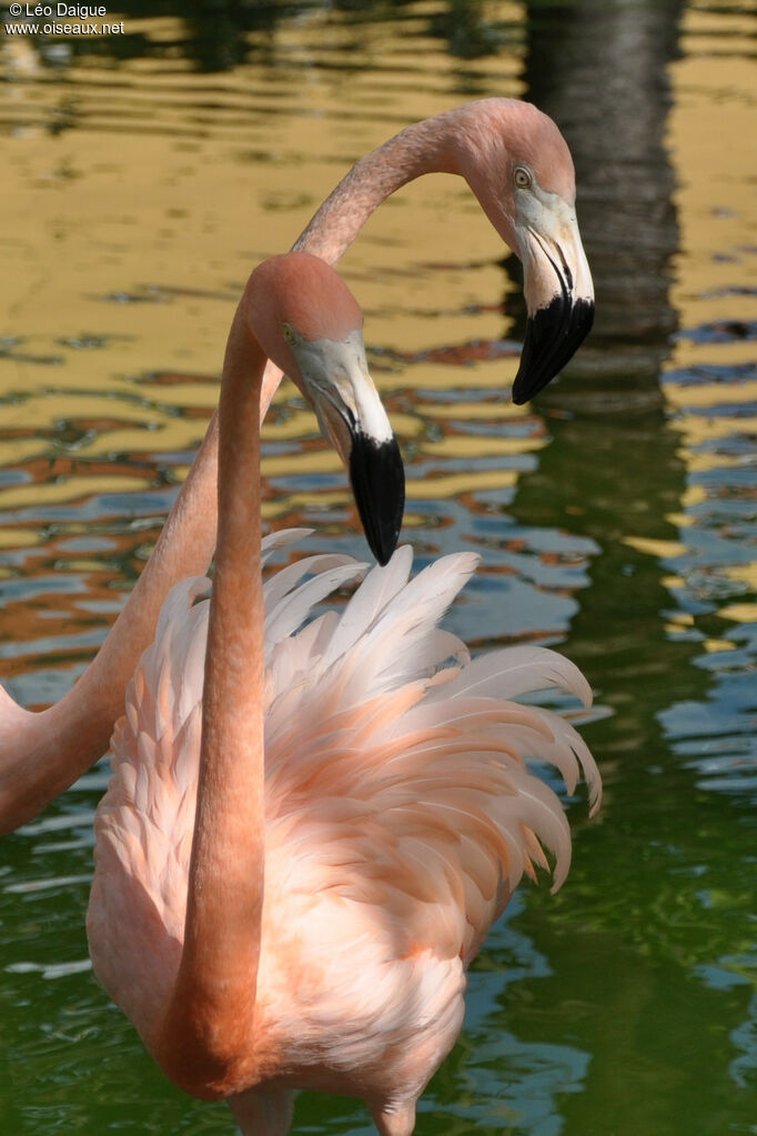 Flamant des Caraïbesadulte, habitat, pigmentation