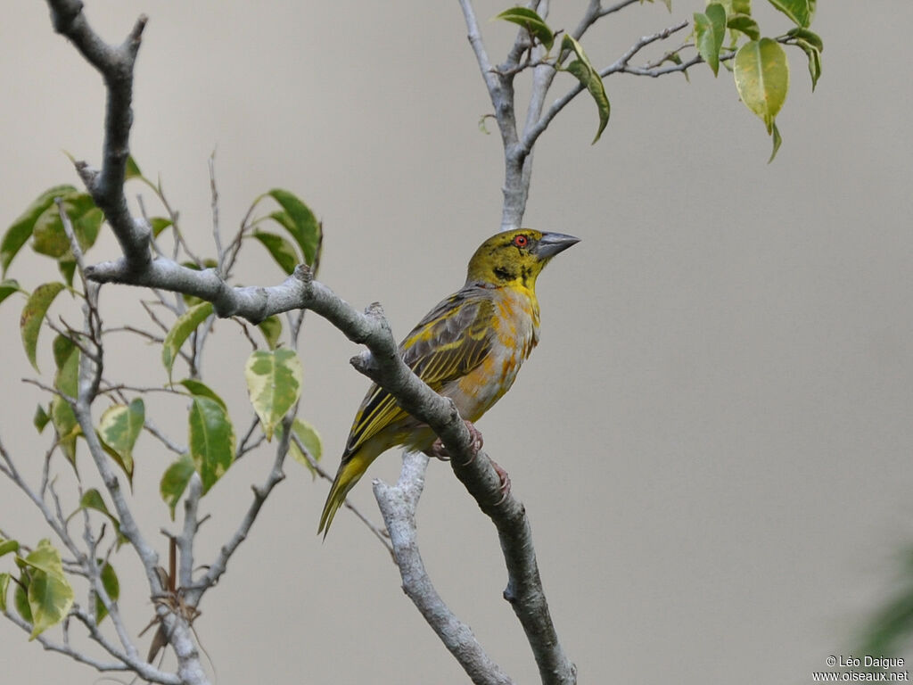 Village Weaver female adult breeding, identification, aspect