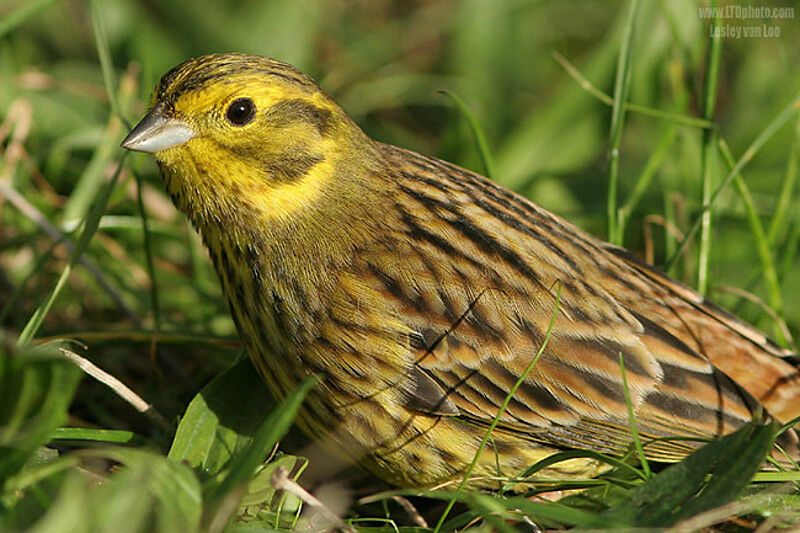 Bruant jaune