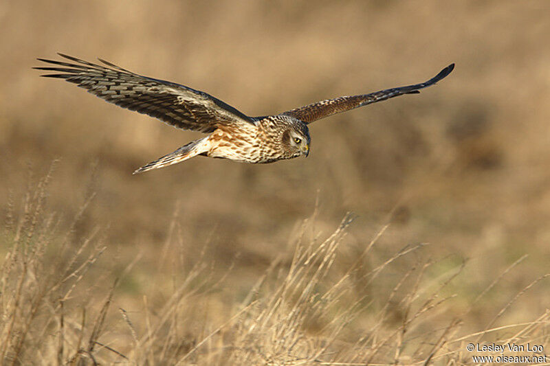 Hen Harrier female