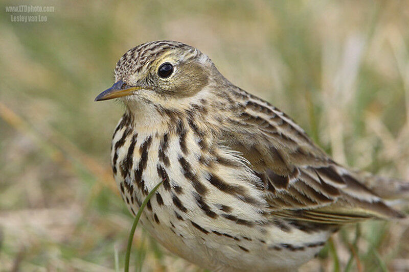 Pipit farlouse