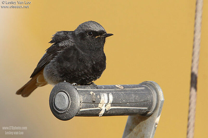 Black Redstart