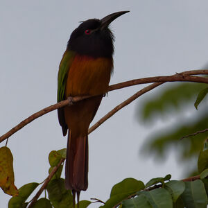 Guêpier à tête noire