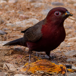 Nigrette à ventre roux