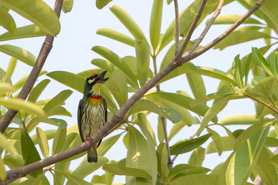 Coppersmith Barbet