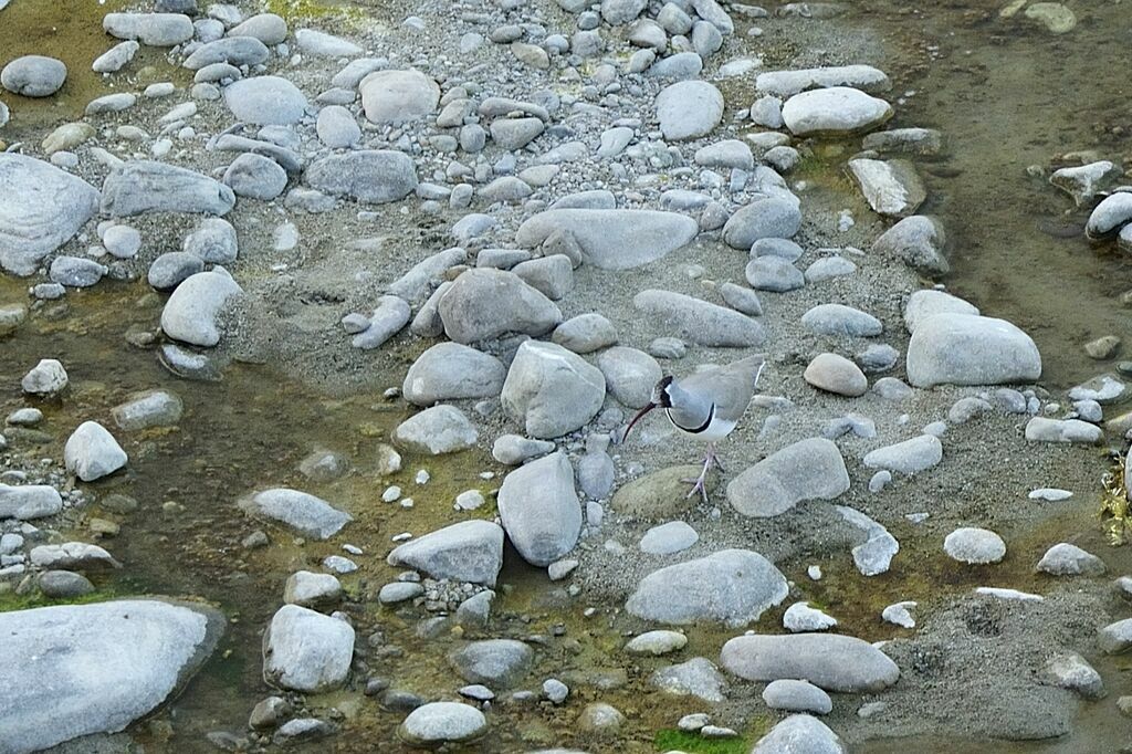 Ibisbill