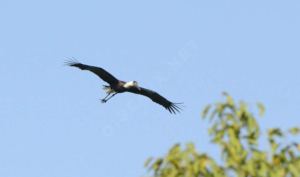 Cigogne épiscopale
