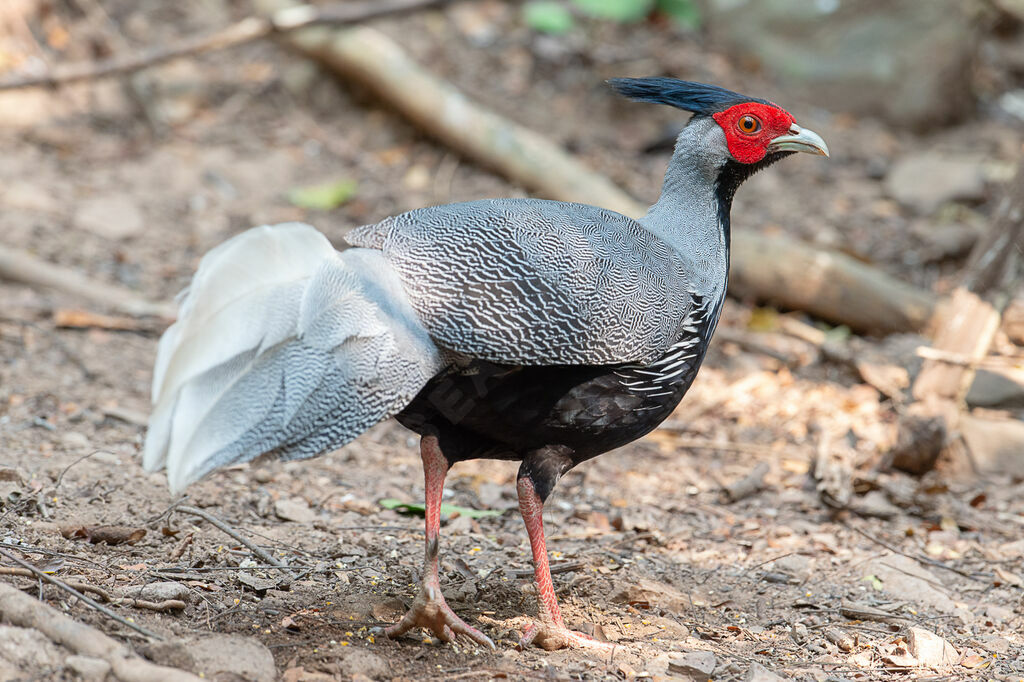 Kalij Pheasant male