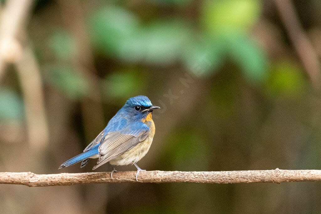 Rufous-gorgeted Flycatcher