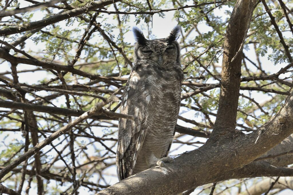 Greyish Eagle-Owl