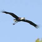 Cigogne épiscopale