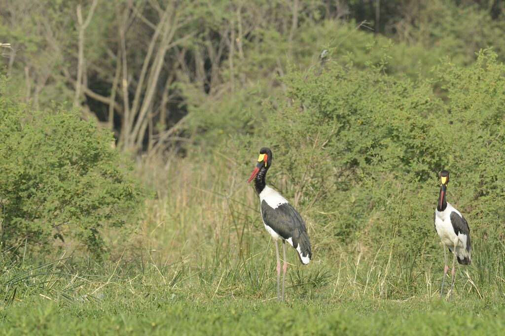 Saddle-billed Stork