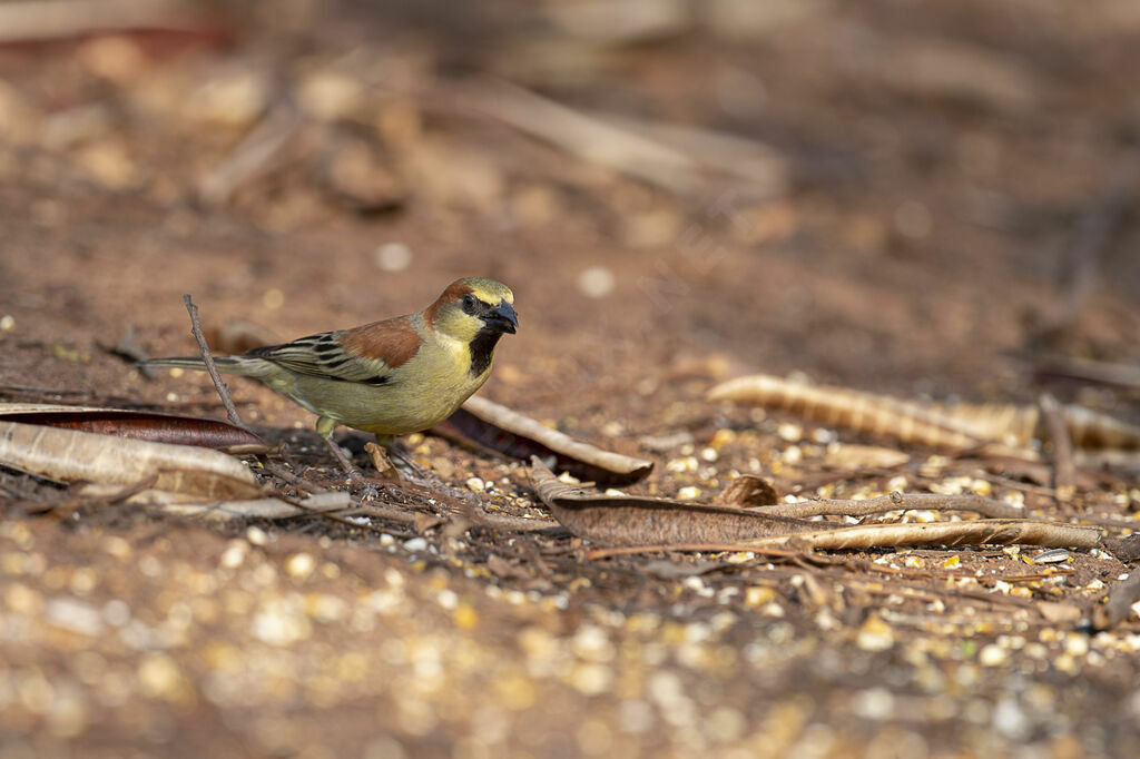 Plain-backed Sparrow male