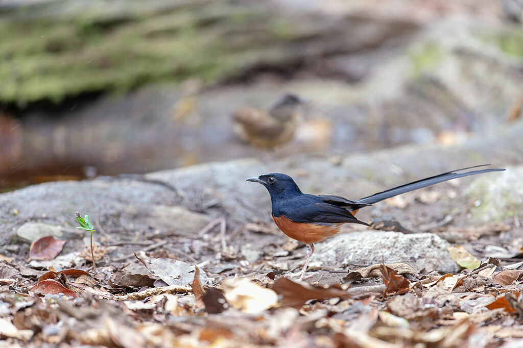 White-rumped Shama