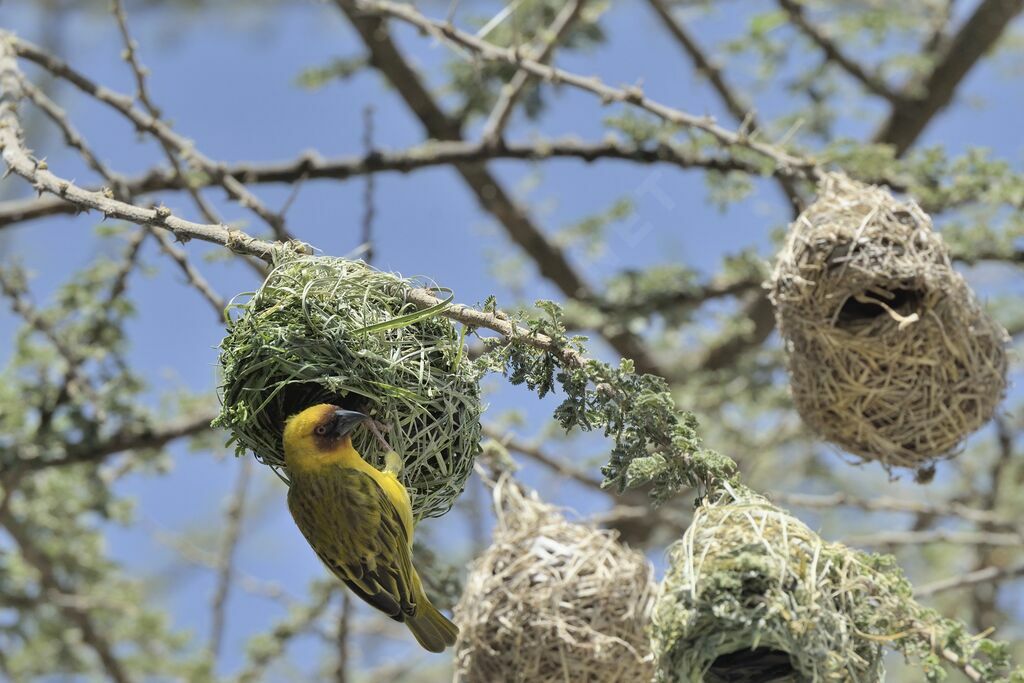 Rüppell's Weaver