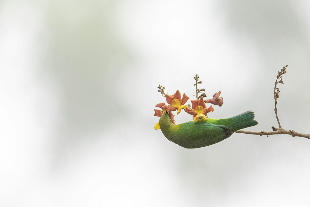 Blue-winged Leafbird