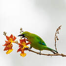 Verdin à ailes bleues