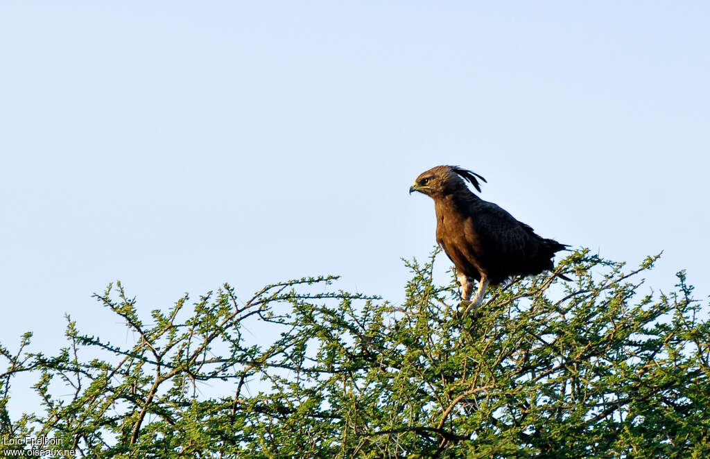 Long-crested Eagleadult, habitat