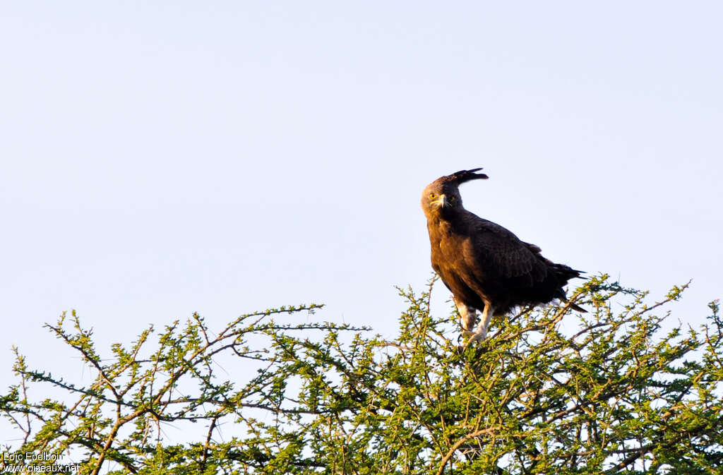 Long-crested Eagleadult, habitat
