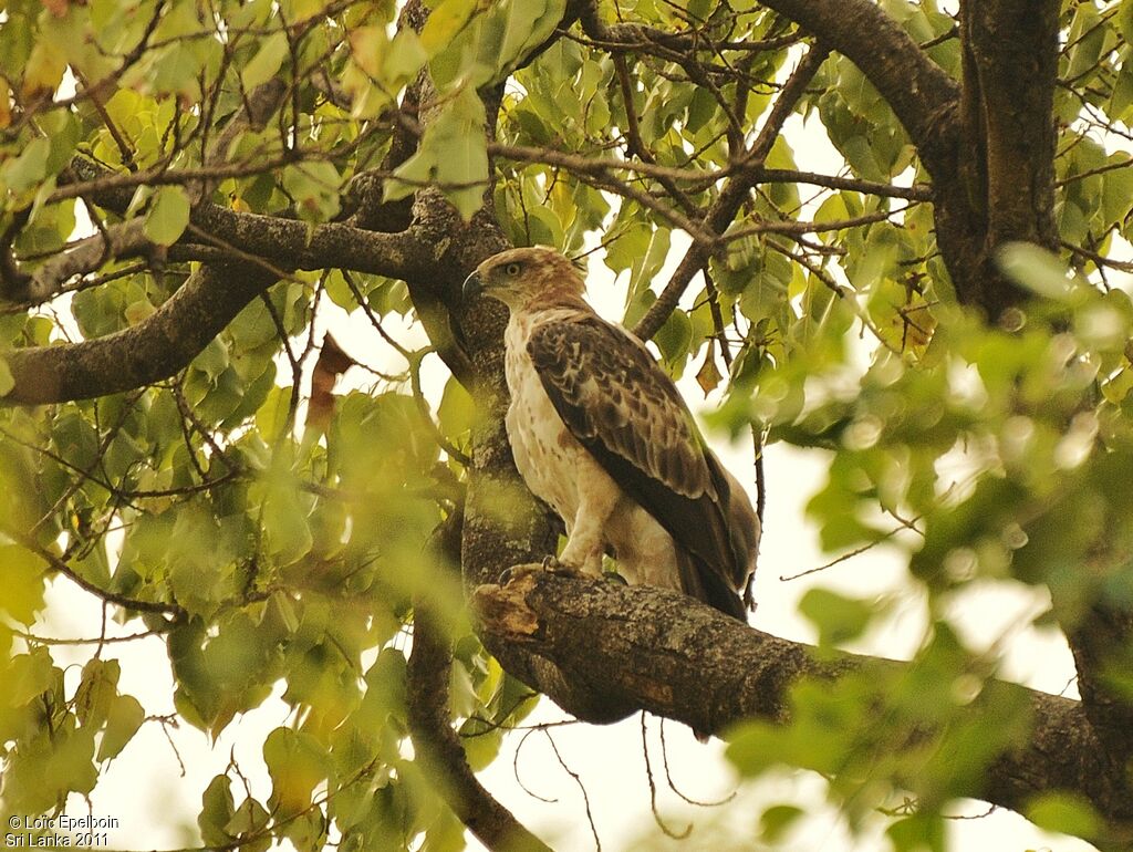 Changeable Hawk-Eagle