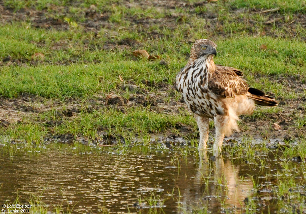 Changeable Hawk-Eagle